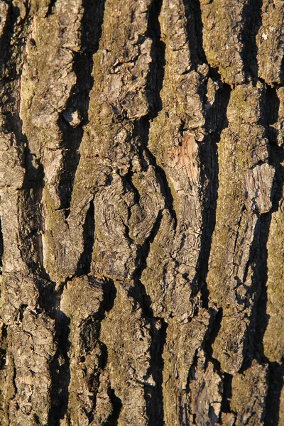 Tronco d'albero - corteccia — Foto Stock