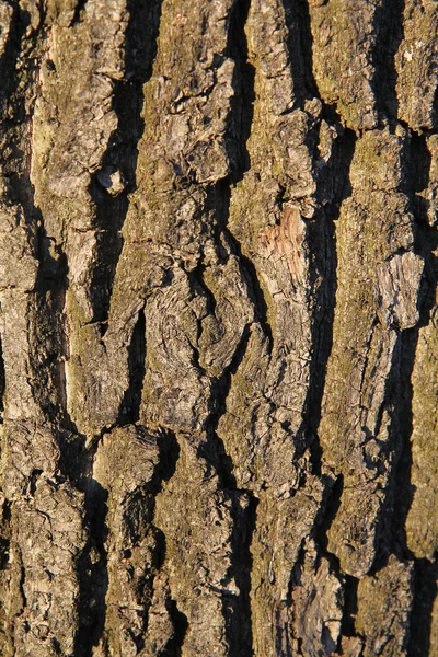 Trädstam - bark — Stockfoto