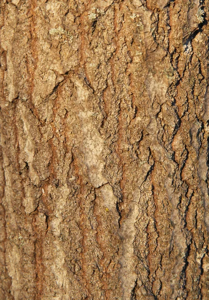 Kofferbak schors — Stockfoto