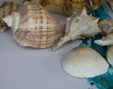 Animal Shell, Summer vacation background, marine pattern.