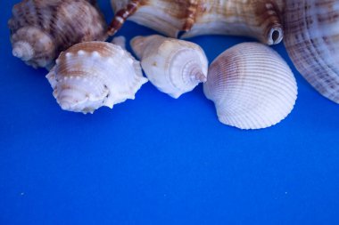 Animal Shell, Summer vacation background, marine pattern.