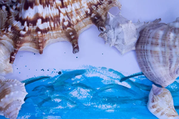 Animal Shell, Summer vacation background, marine pattern.