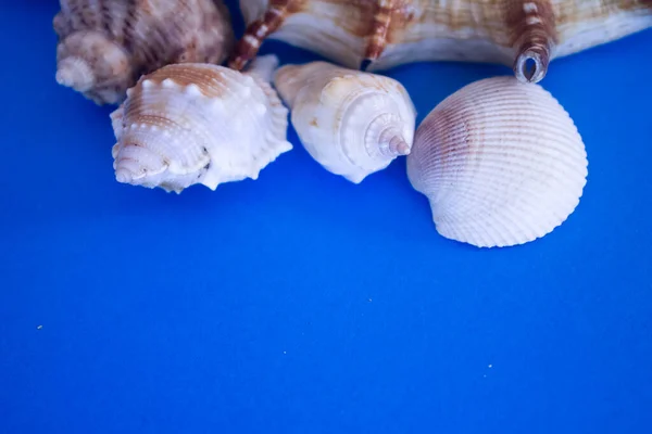 Animal Shell, Summer vacation background, marine pattern.