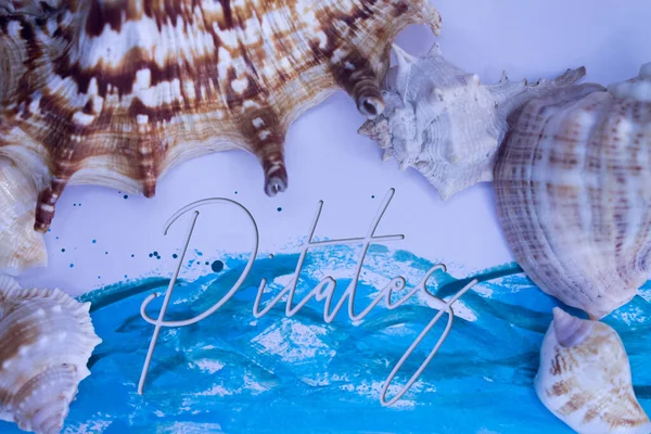 Animal Shell, Summer vacation, marine background with Pilates text.
