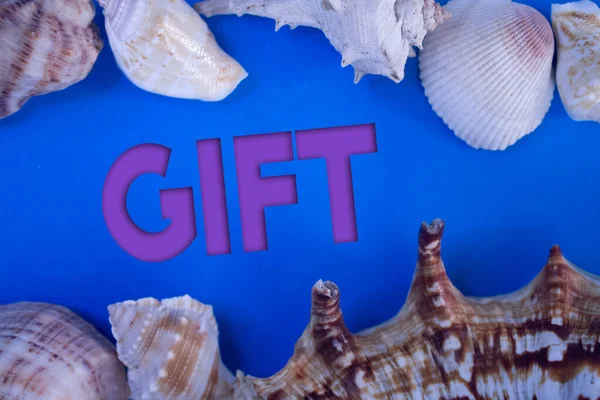 Animal Shell, Summer vacation, marine background with Gift text.