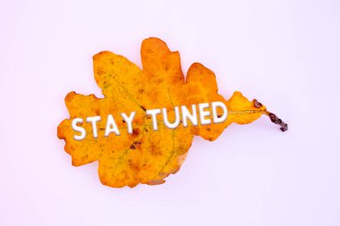Sonbahar yaprakları, üzerinde Stay tuned metin olan nesneler. Doğal desenler, renk tasarımı.