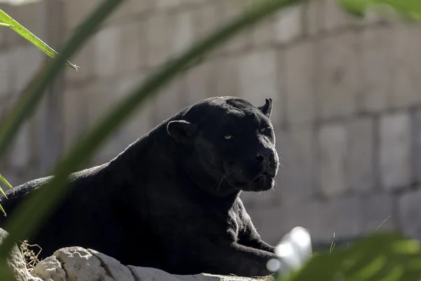 Black panther lying — Stock Photo, Image