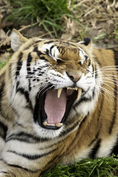 Roaring tiger — Stock Photo, Image