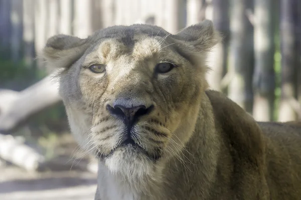 Lioness of calm look — Stock Photo, Image