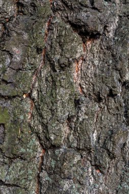 Huş ağacı makro ince detayları ile