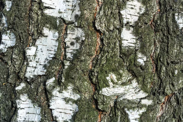 Birch tree macro with fine details — Stock Photo, Image