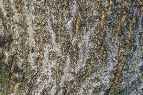 Oak tree macro with fine details — Stock Photo, Image