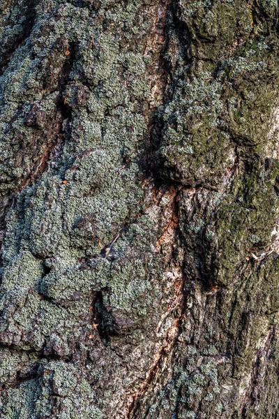 Birch tree macro with fine details — Stock Photo, Image