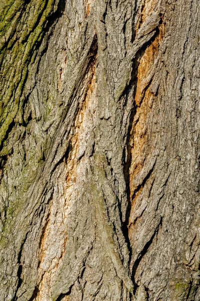 Linden tree macro with fine details — Stock Photo, Image