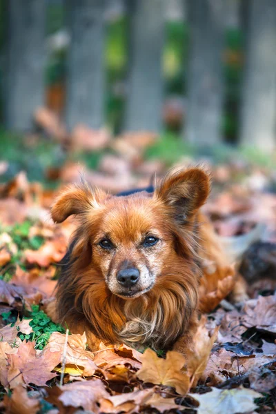 Sevimli köpek döşeme sonbaharda yapraklar - Stok İmaj