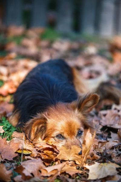 Cane carino posa nelle foglie autunnali Fotografia Stock