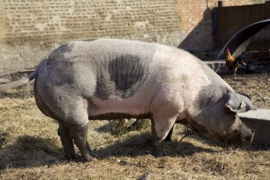 Büyük yaban domuzu