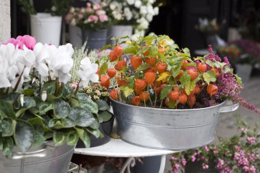 Satılık çiçekler ve bitkiler