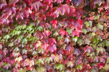 çit ve bir sarmaşık