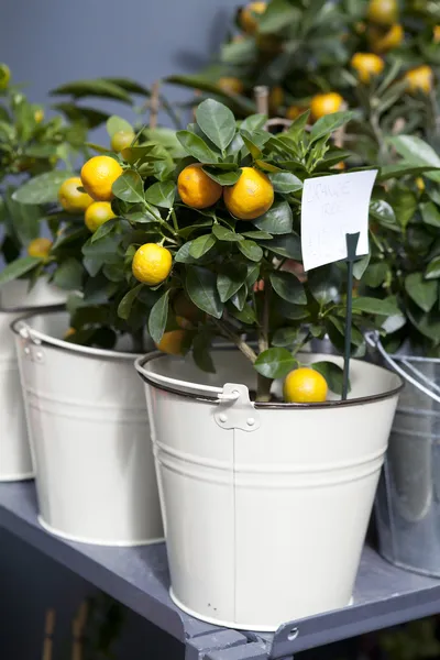 tencerede portakal ağacı