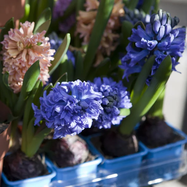 BlueBell in fiore — Foto Stock