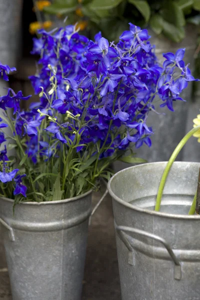 Bluebell, harangvirág, campanula — Stock Fotó