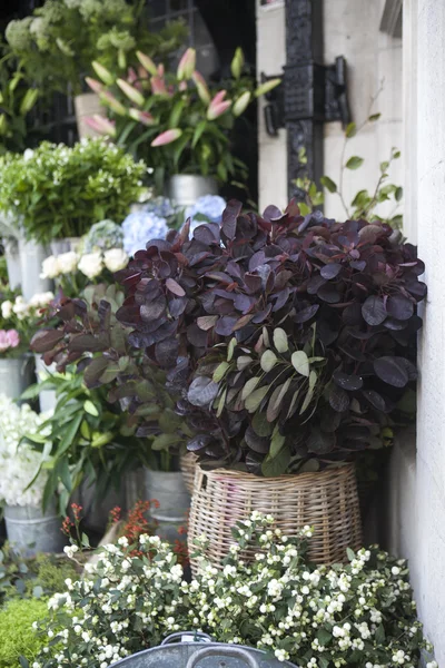 Beautiful plants in basket — Stock Photo, Image