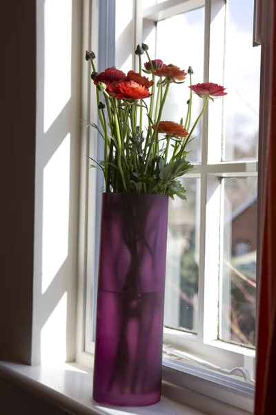 Red Ranunculus asiaticus (Persian Buttercup) — Stock Photo, Image