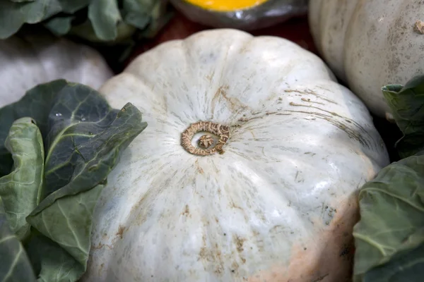 Calabazas blancas — Foto de Stock