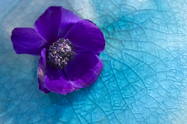 Anêmona na placa azul — Fotografia de Stock