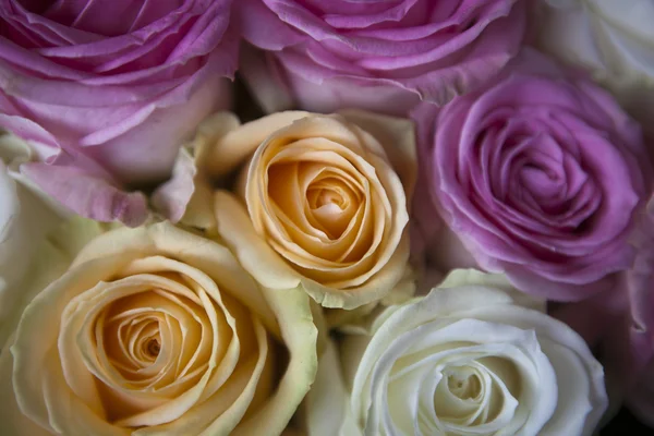 Tło z różowych róż żółty — Zdjęcie stockowe