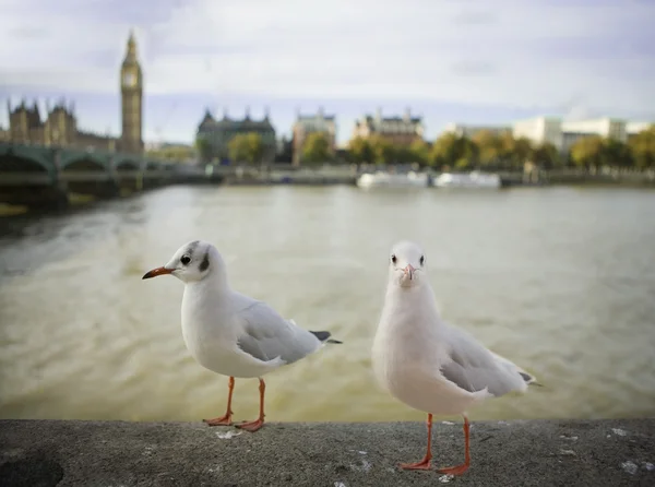 Чайка в Лондоне — стоковое фото