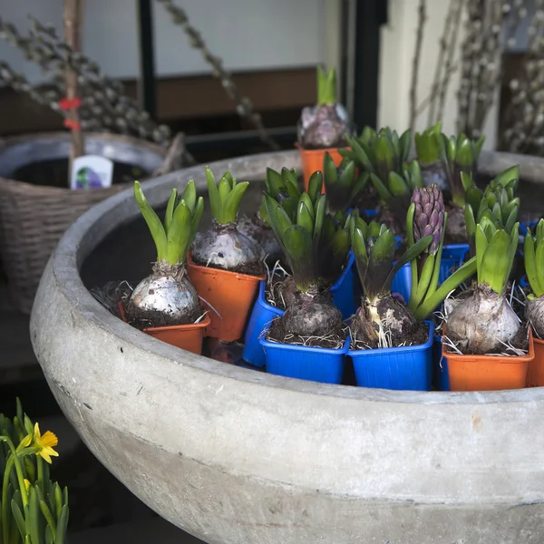 大きい陶磁器の鍋の花 — ストック写真