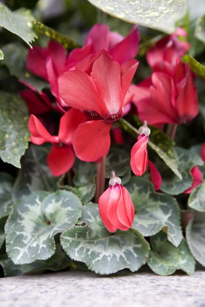 Cyclamen — Stockfoto