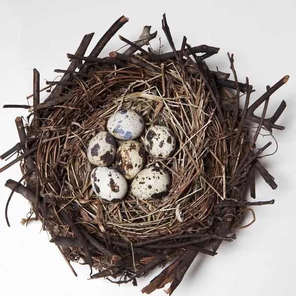 Група перепелиних яєць у траві — стокове фото