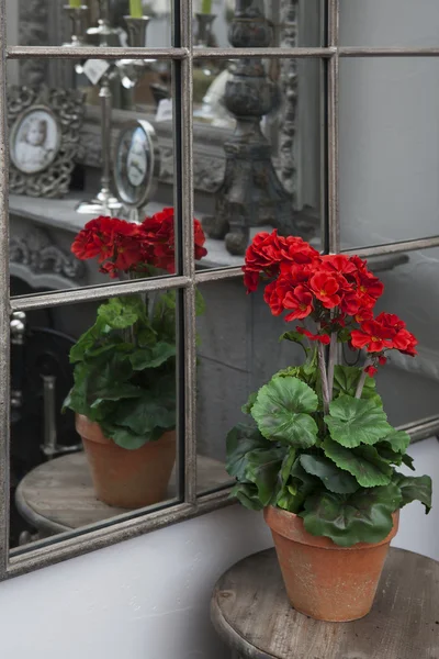 Artificial geraniums — Stock Photo, Image