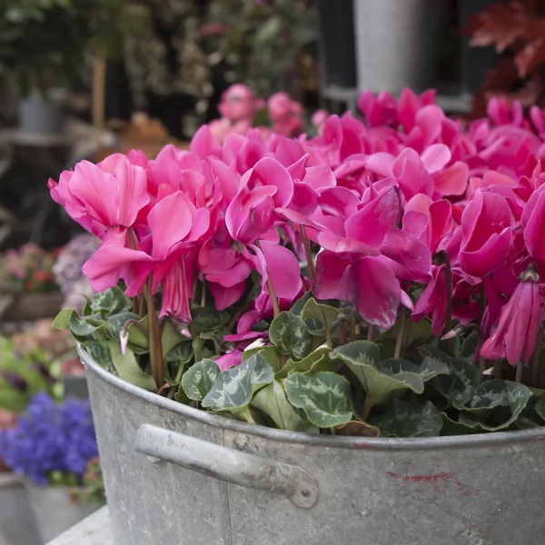 Ciclamens rosa e branco em tigela no barril como uma decoração perto da parede de pedra — Fotografia de Stock