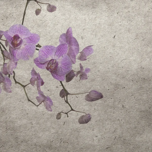 Tapeta s fialovým orchidej — Stock fotografie
