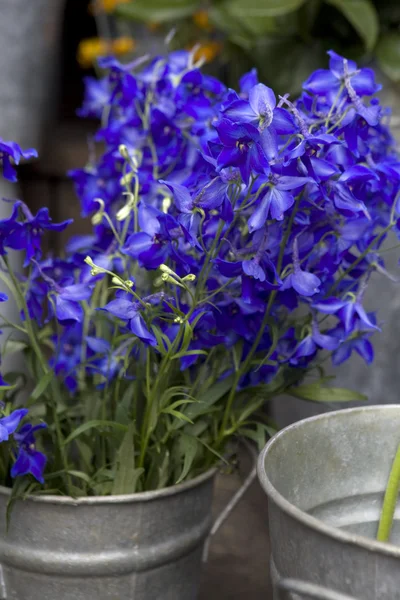 Bluebell, bellflower, campanula —  Fotos de Stock