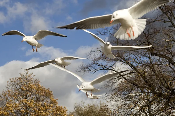 Gaviota volando en Hyde Park. Londres . — Foto de Stock