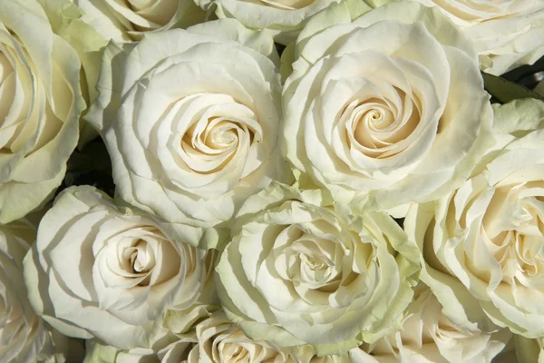 VENDELA slonoviny růže — Stock fotografie
