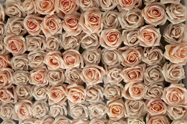 Fond rose roses — Photo