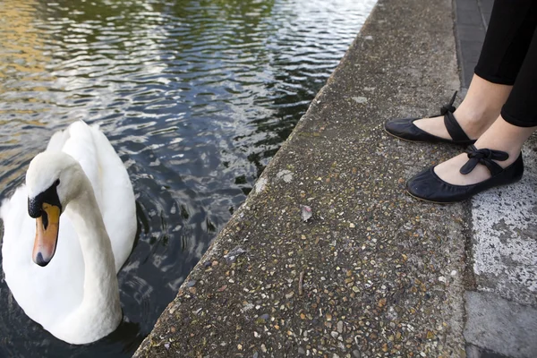 Swan in the water — Stock Photo, Image