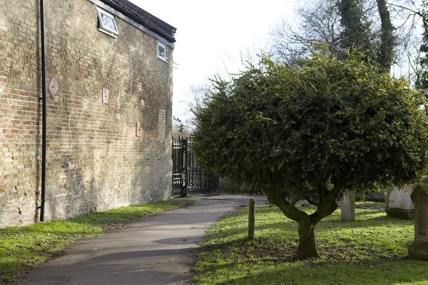 St. Ives, Cambridgeshire. Drzewo w pobliżu kościoła — Zdjęcie stockowe