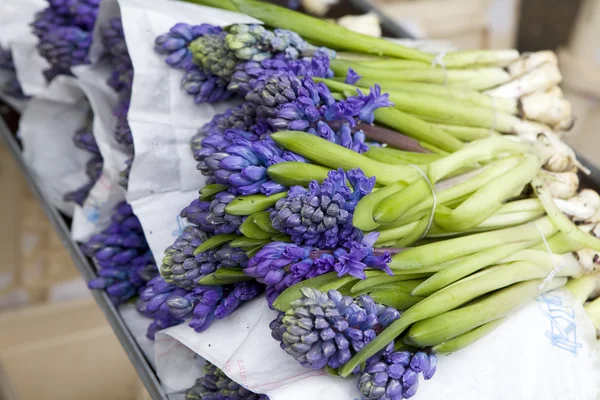 Jacintos azuis. Loja de flores. Cesta de jacintos — Fotografia de Stock
