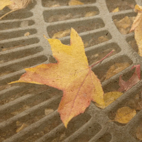 Maple leaf — Stock Photo, Image