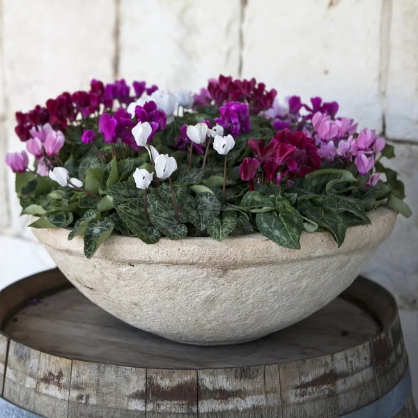 Pembe ve beyaz cyclamens kase taş duvarının yakınında bir dekorasyon olarak varil üzerinde