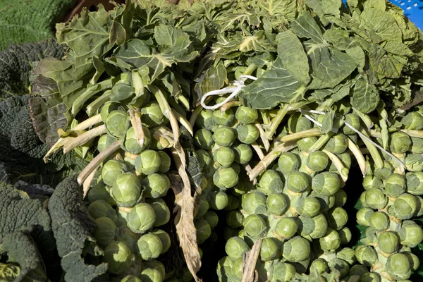 Brotes de Bruselas deliciosamente verdes en tallos enteros —  Fotos de Stock