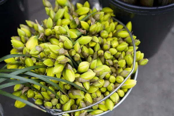 Koš žlutých tulipánů — Stock fotografie