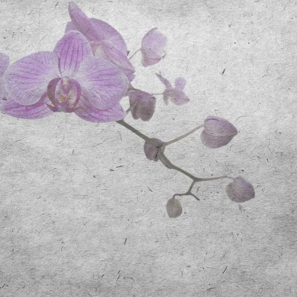 Fondos de pantalla con orquídea púrpura —  Fotos de Stock